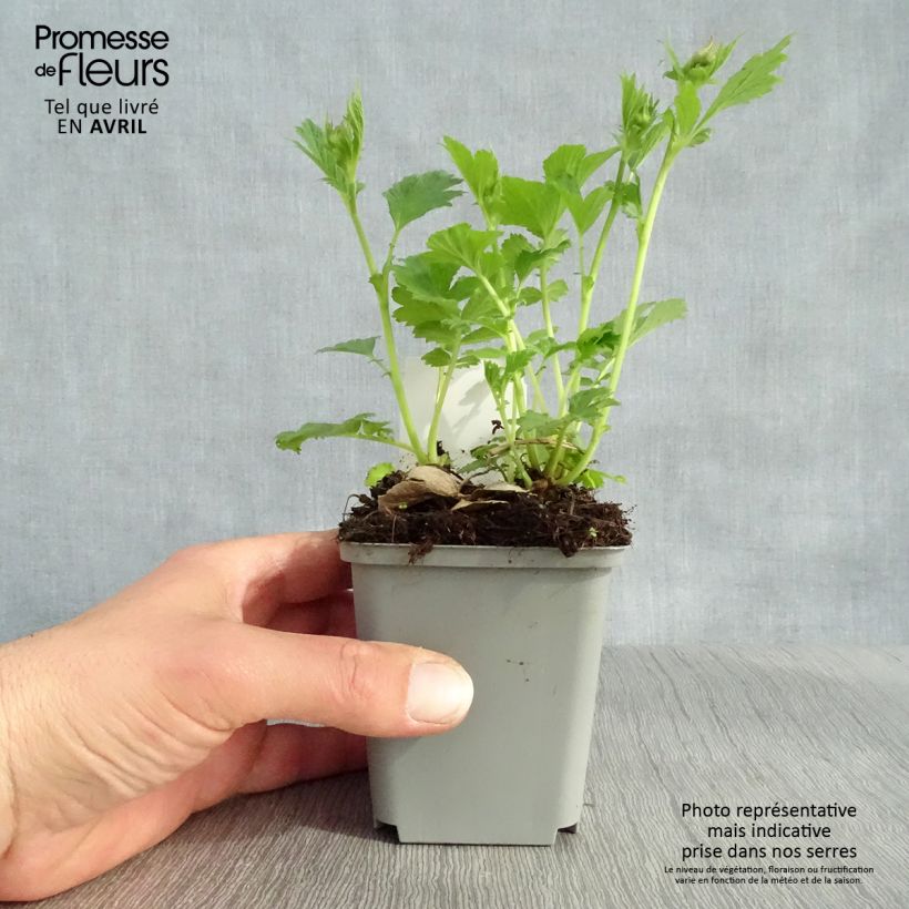 Example of Geum Tempo Yellow Vasetto da 8/9 cm as you get in printemps