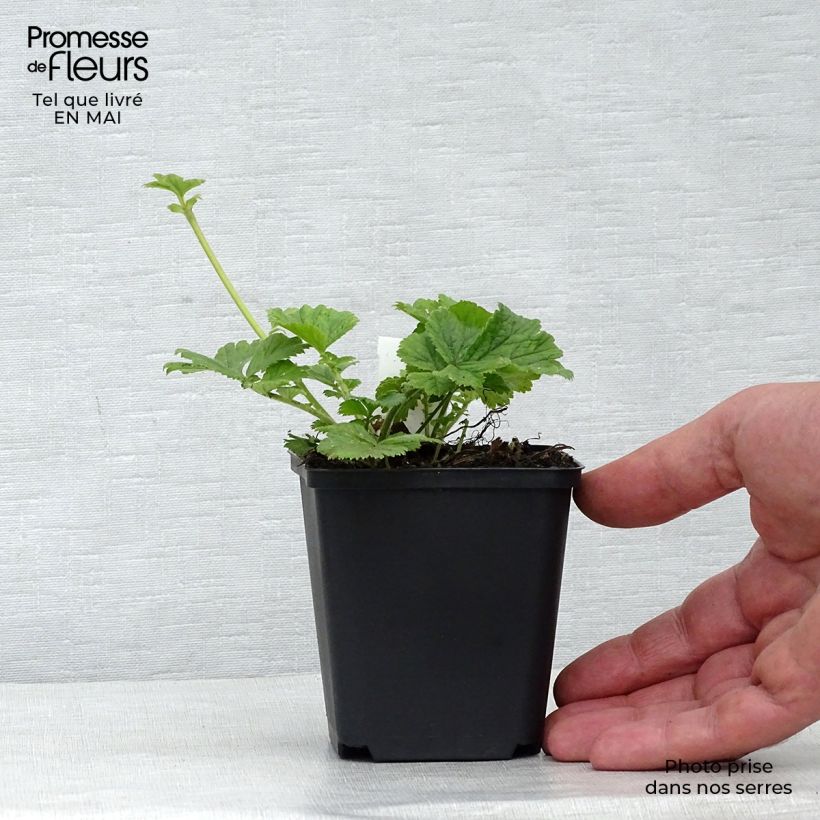 Example of Geum Cocktail Tequila Sunrise Vasetto da 8/9 cm as you get in printemps