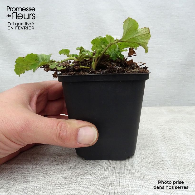 Example of Geum Cocktail Tequila Sunrise Vaso da 2L/3L as you get in hiver