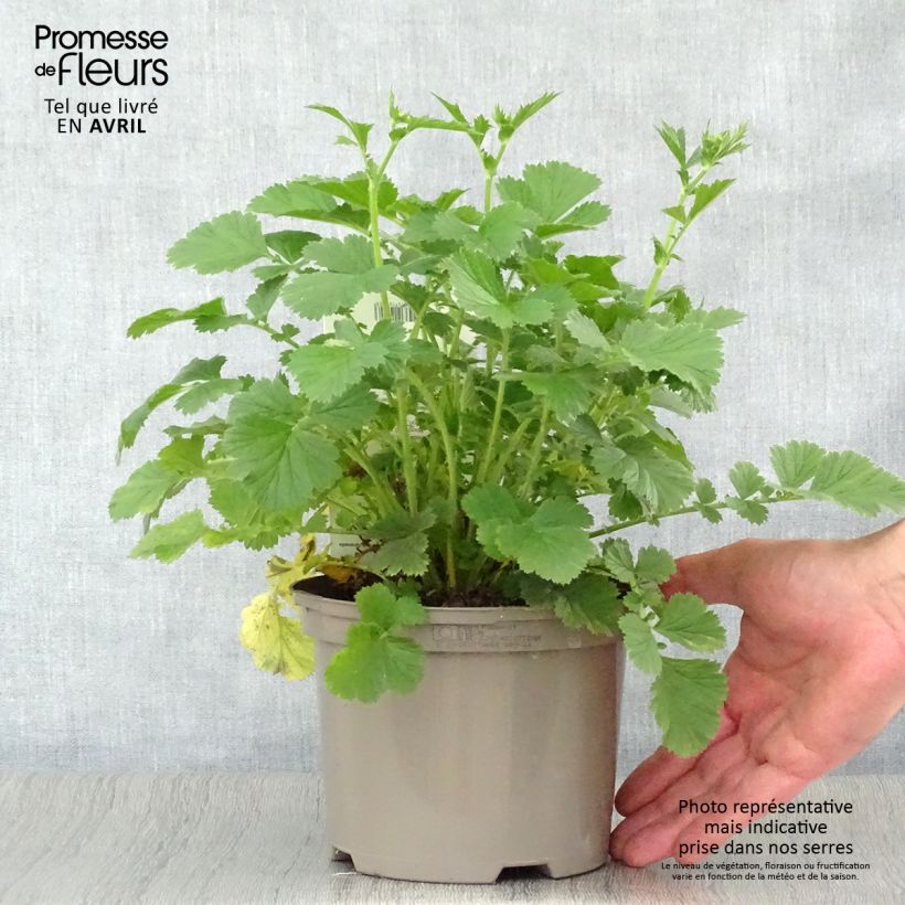 Example of Geum Totally Tangerine Vaso da 1L/1,5L as you get in printemps