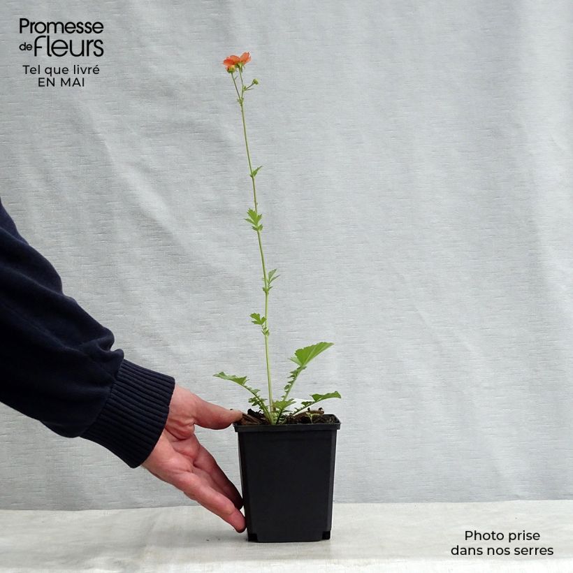 Example of Geum Totally Tangerine Vasetto da 8/9 cm as you get in printemps