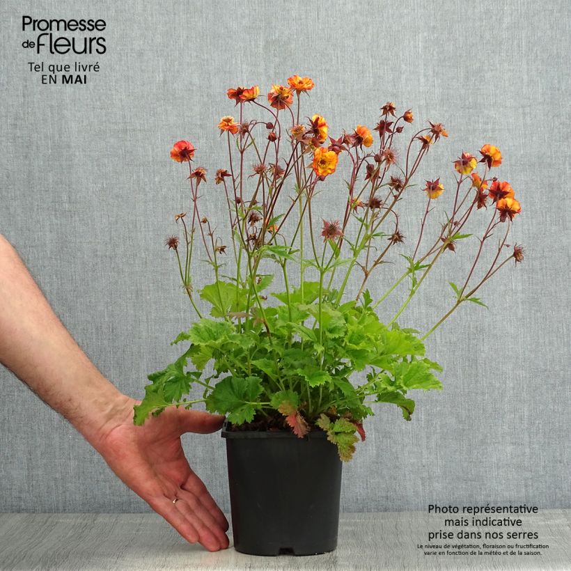 Geum Tutti Frutti Vaso da 2L/3L esemplare consegnato in primavera