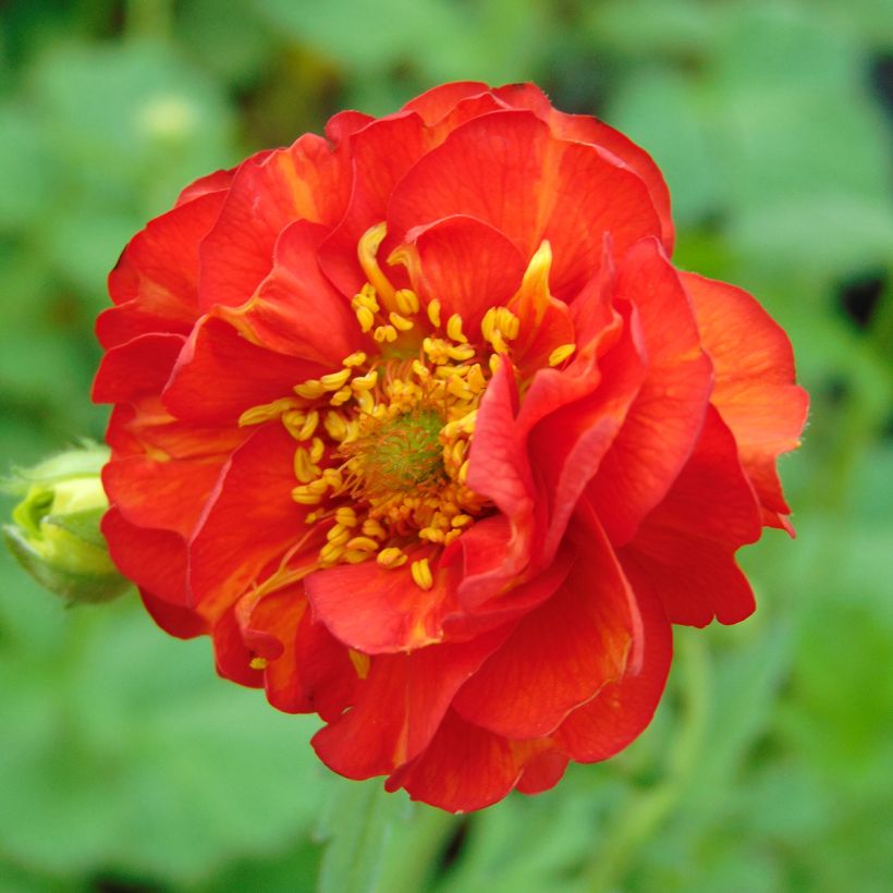Geum chiloense Mrs Bradshaw (Flowering)