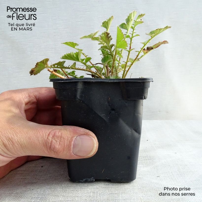 Example of Geum chiloense Mrs Bradshaw Vasetto da 7/8 cm as you get in printemps