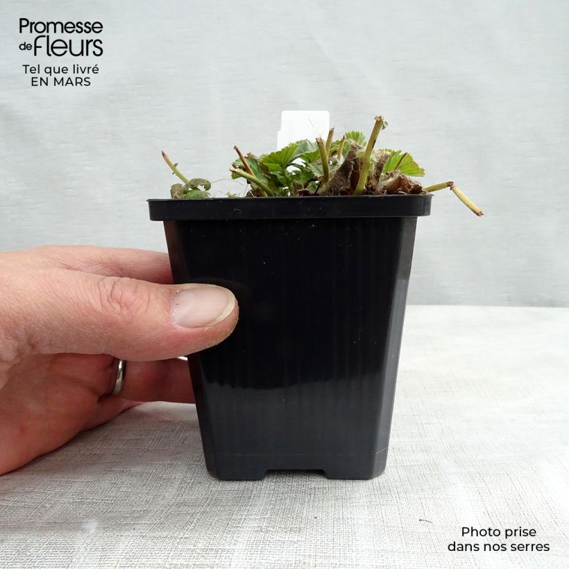 Example of Geum coccineum Borisii Vasetto da 8/9 cm as you get in printemps