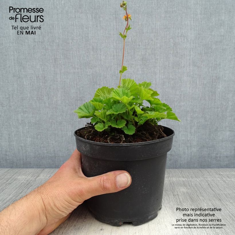 Geum coccineum Borisii Vaso da 2L/3L esemplare consegnato in primavera
