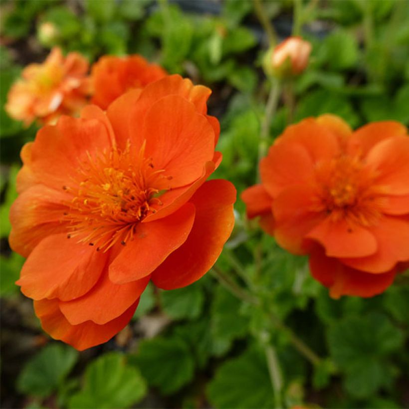 Geum coccineum Feuermeer (Fioritura)