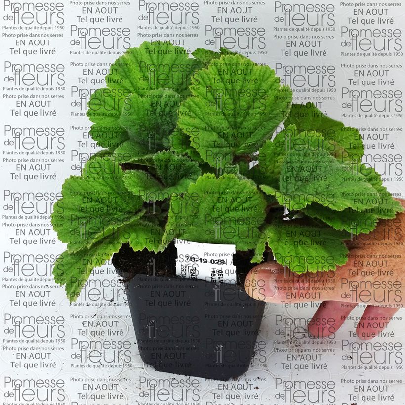 Esempio di esemplare Geum coccineum Feuermeer Vasetto da 8/9 cm come consegnato