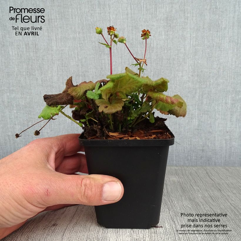 Geum coccineum Koi Vasetto da 8/9 cm esemplare consegnato in primavera