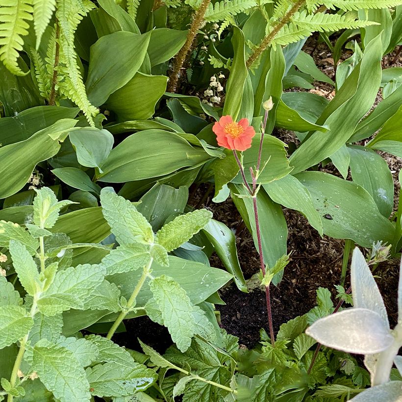Geum coccineum Koi (Porto)