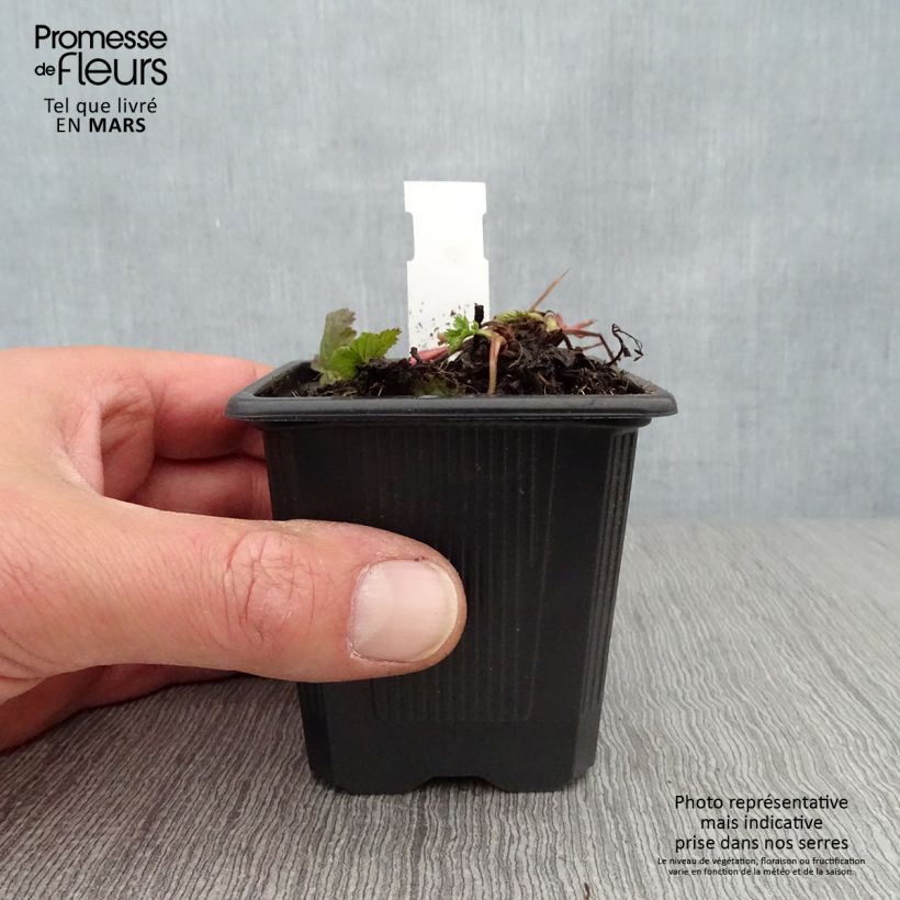 Geum coccineum Red Wings Vasetto da 8/9 cm esemplare consegnato in primavera