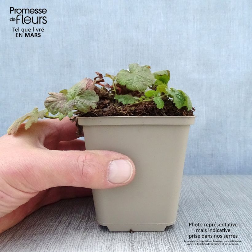 Geum coccineum Werner Arends Vasetto da 8/9 cm esemplare consegnato in primavera