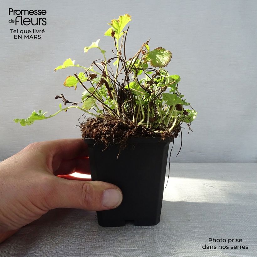 Geum rivale Leonard's Variety Vasetto da 7/8 cm esemplare consegnato in primavera