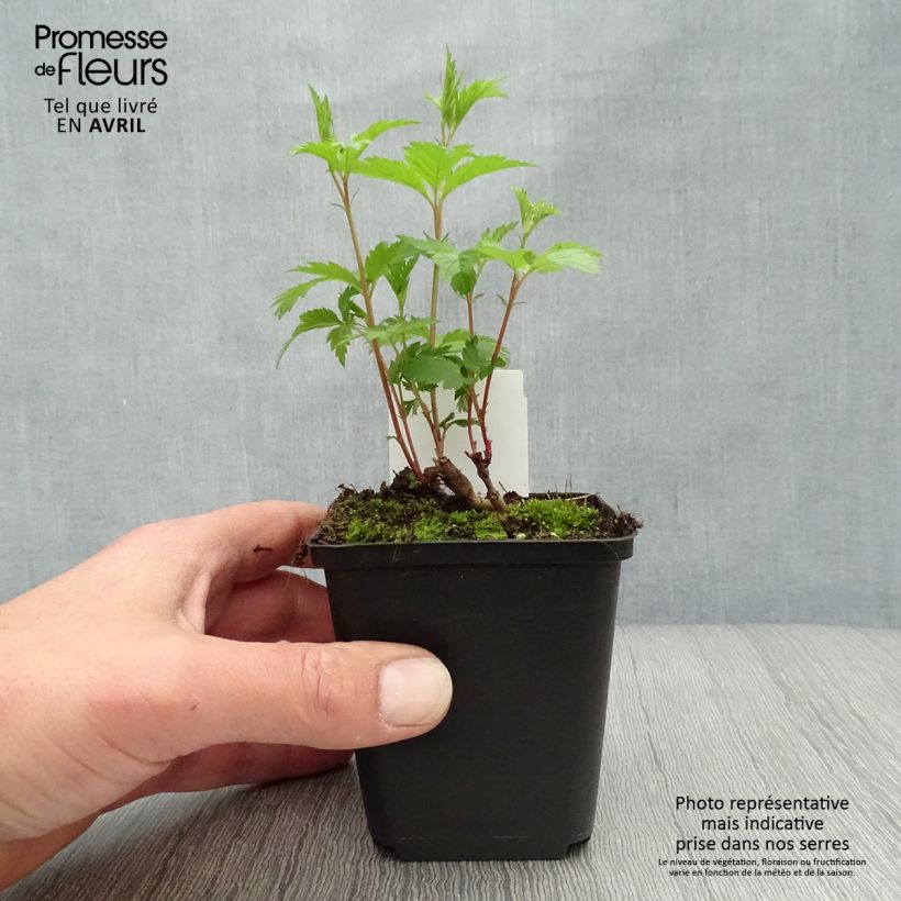 Example of Gillenia trifoliata Vasetto da 8/9 cm as you get in printemps