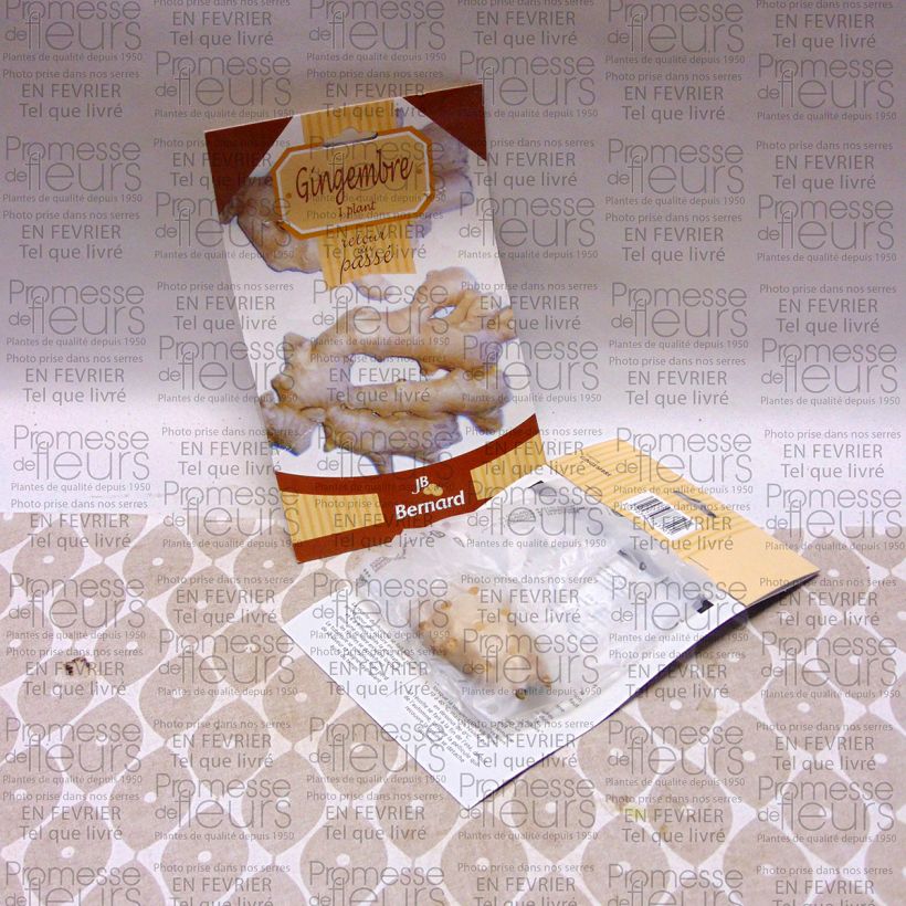 Example of Zingiber officinale - Zenzero Piante piccole a radice nuda as you get