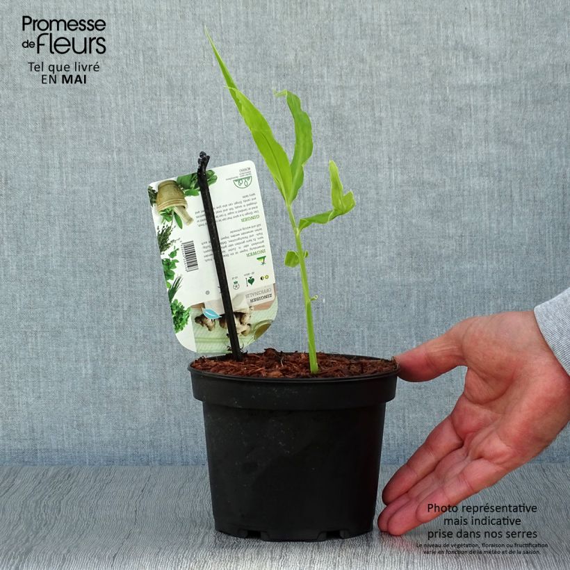 Example of Zingiber officinale - Zenzero Vaso da 1,5L/2L as you get in printemps