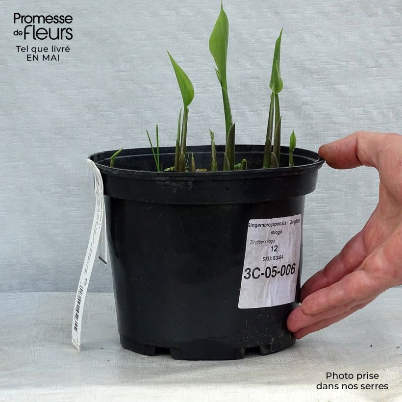 Example of Zingiber mioga - Myoga Vaso da 1,5L/2L as you get in printemps