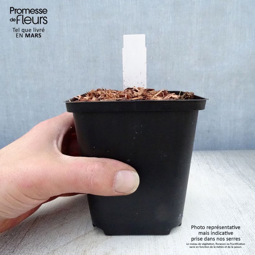 Example of Zingiber mioga - Myoga Vasetto da 8/9 cm as you get in printemps