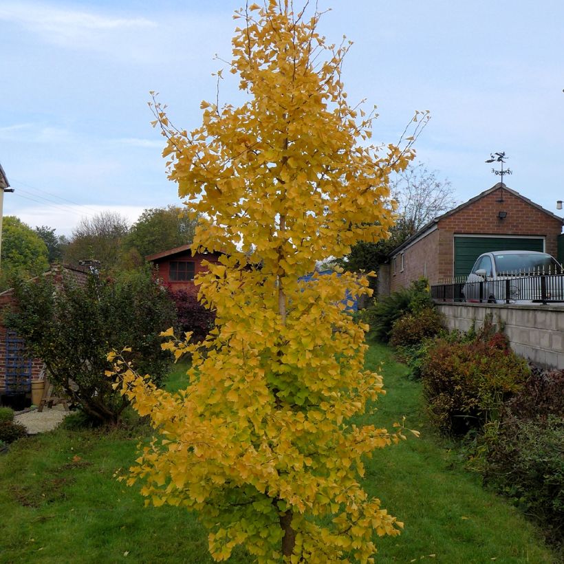 Ginkgo biloba fastigiata Gold Flame (Porto)