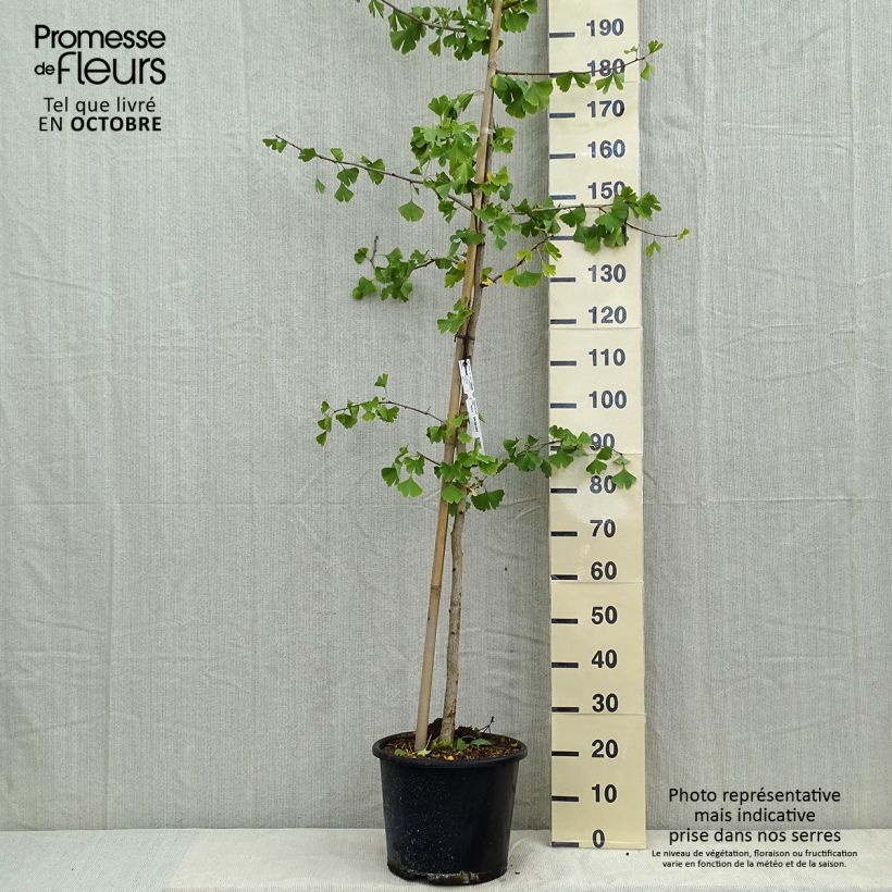 Esemplare di Ginkgo biloba Vaso da 6L/7L come consegnato in autunno
