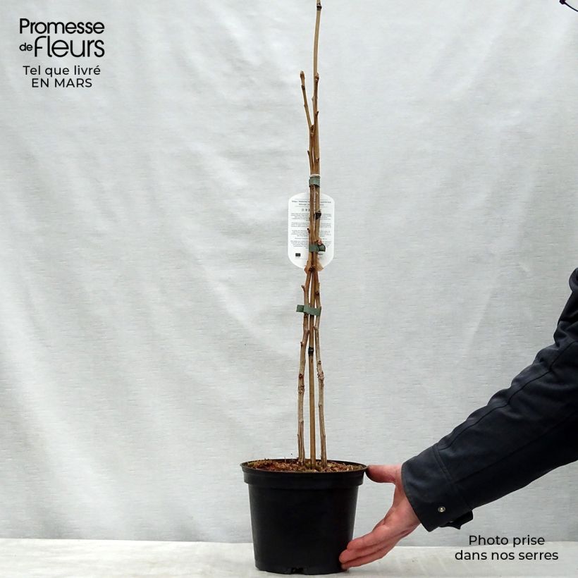 Example of Ginkgo biloba Vaso da 2L/3L as you get in printemps