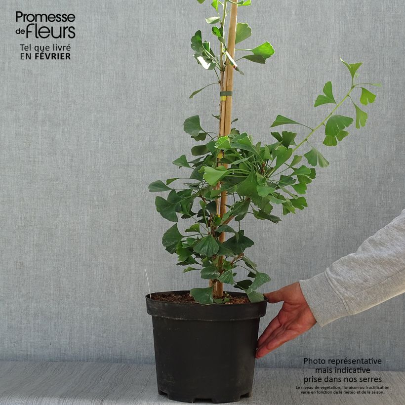 Esemplare di Ginkgo biloba Autumn Gold Vaso da 6L/7L come consegnato in autunno