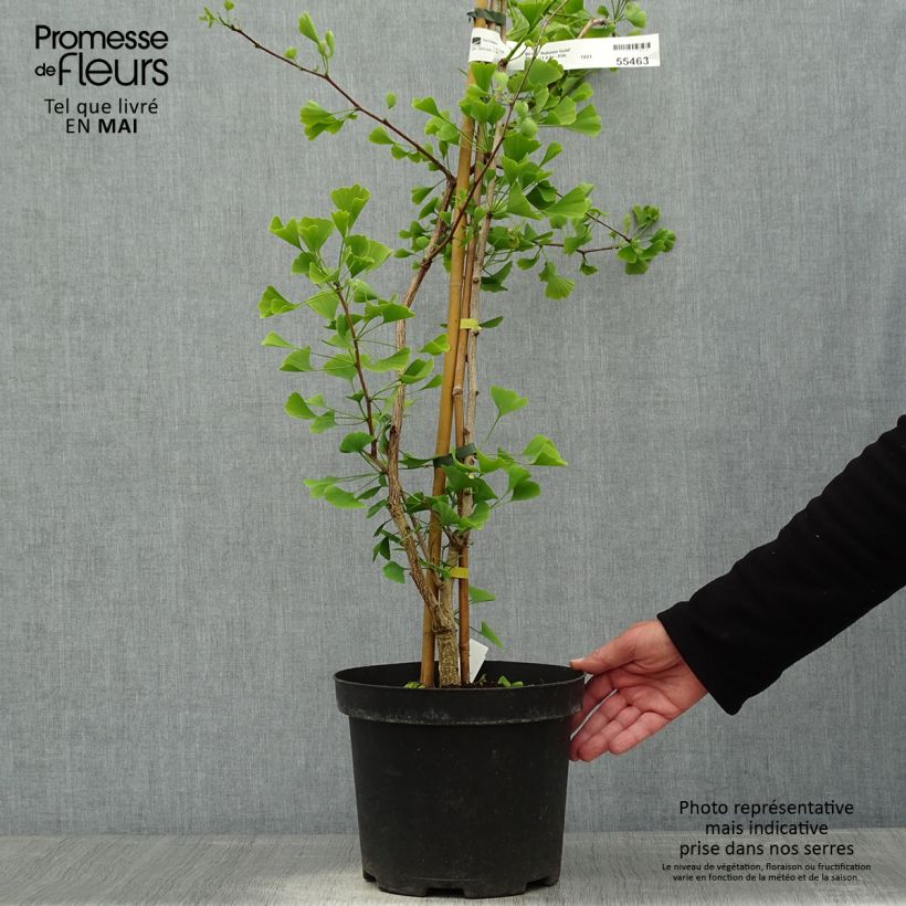 Example of Ginkgo biloba Autumn Gold Vaso da 6L/7L as you get in printemps