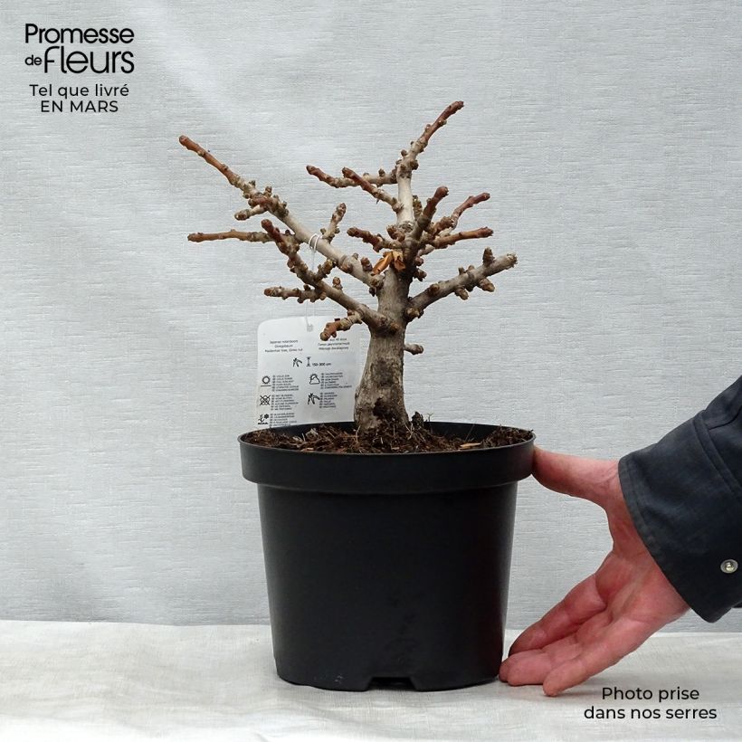 Ginkgo biloba Mariken Vaso da 2L/3L, A cespuglio esemplare consegnato in primavera