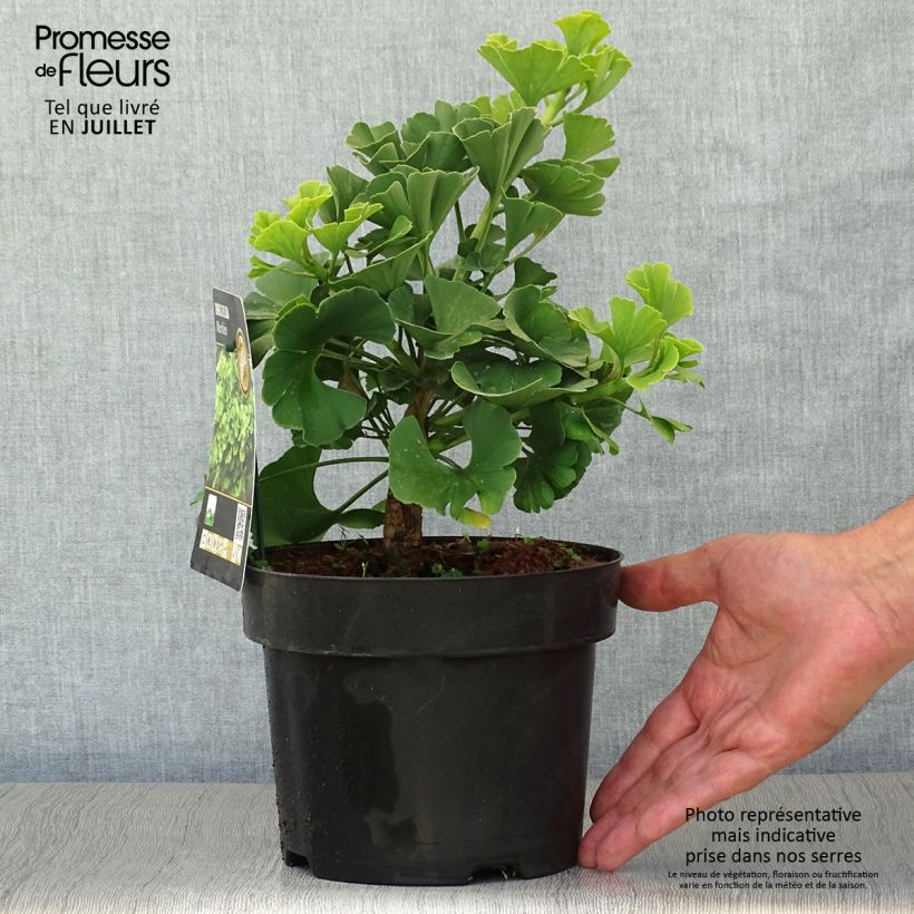 Esemplare di Ginkgo biloba Mariken Vaso da 2L/3L, A cespuglio consegnato in estate