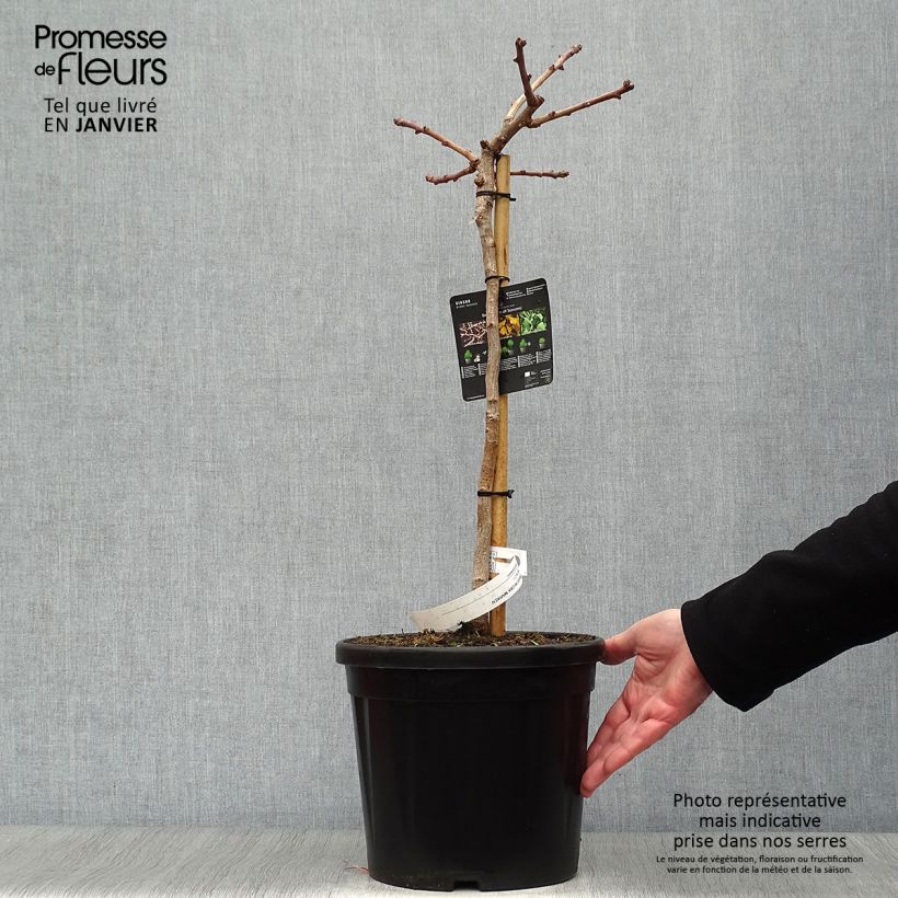 Ginkgo biloba Mariken Vaso da 7,5L/10L, Vaso impalcato esemplare consegnato in inverno