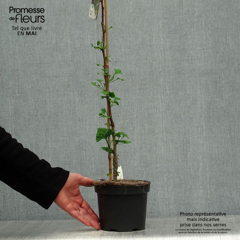 Ginkgo biloba Menhir Vaso da 2L/3L esemplare consegnato in primavera