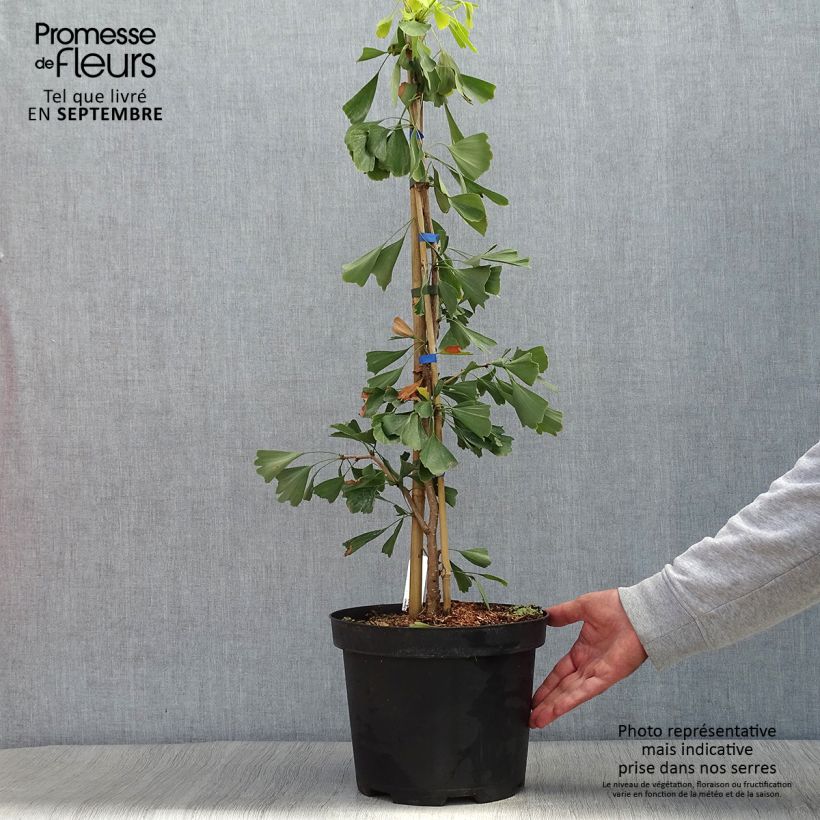 Esemplare di Ginkgo biloba Saratoga Vaso da 6L/7L come consegnato in autunno