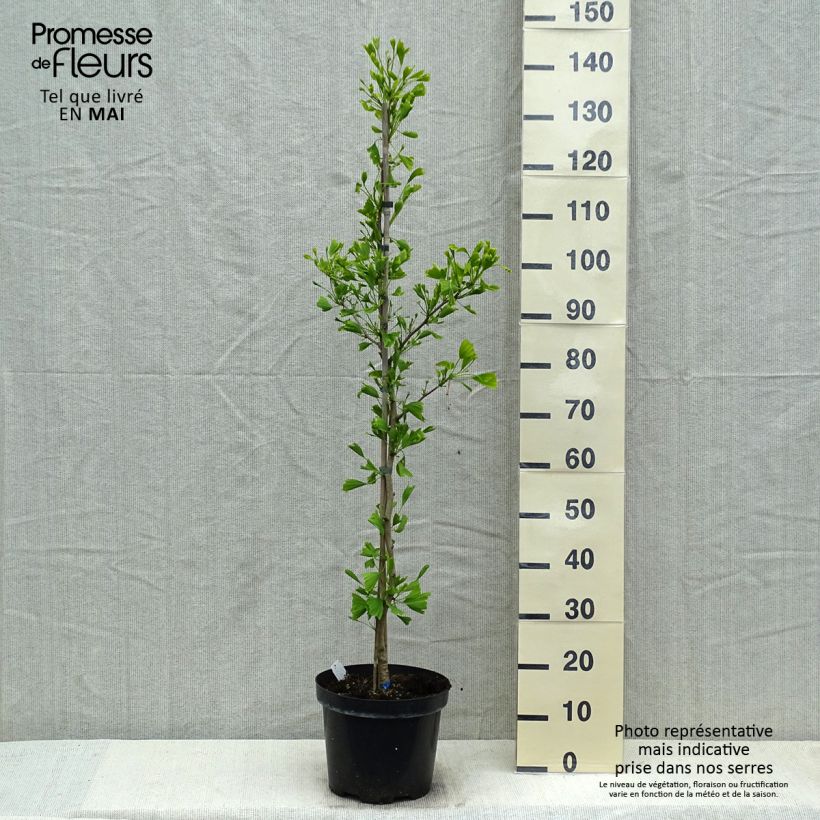 Example of Ginkgo biloba Saratoga Vaso da 6L/7L as you get in printemps