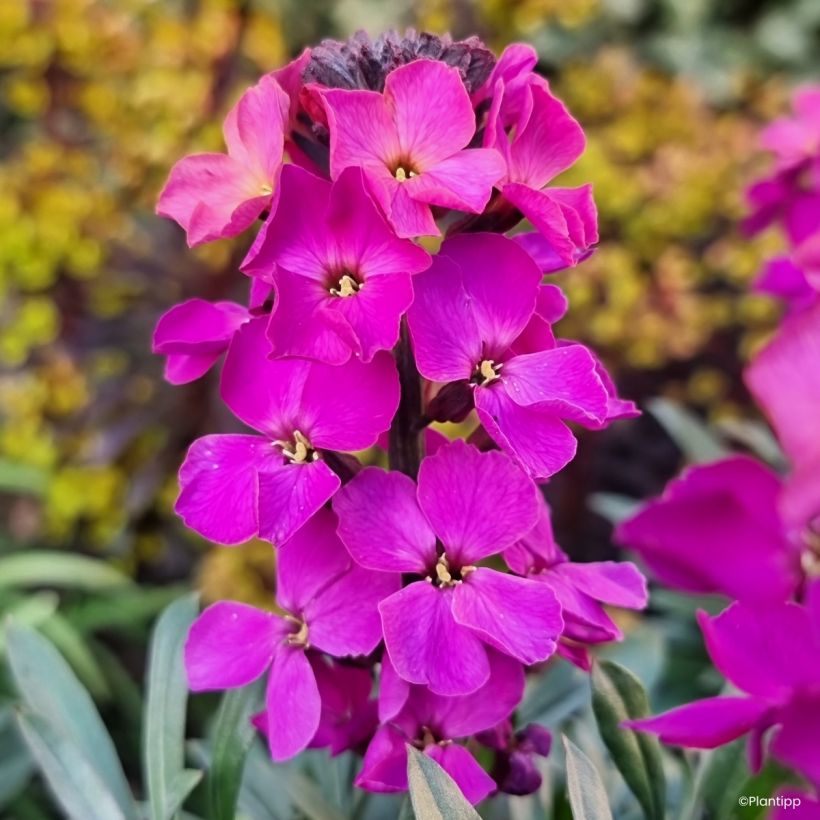 Giroflée vivace - Erysimum Colour Vibe Purple (Fioritura)