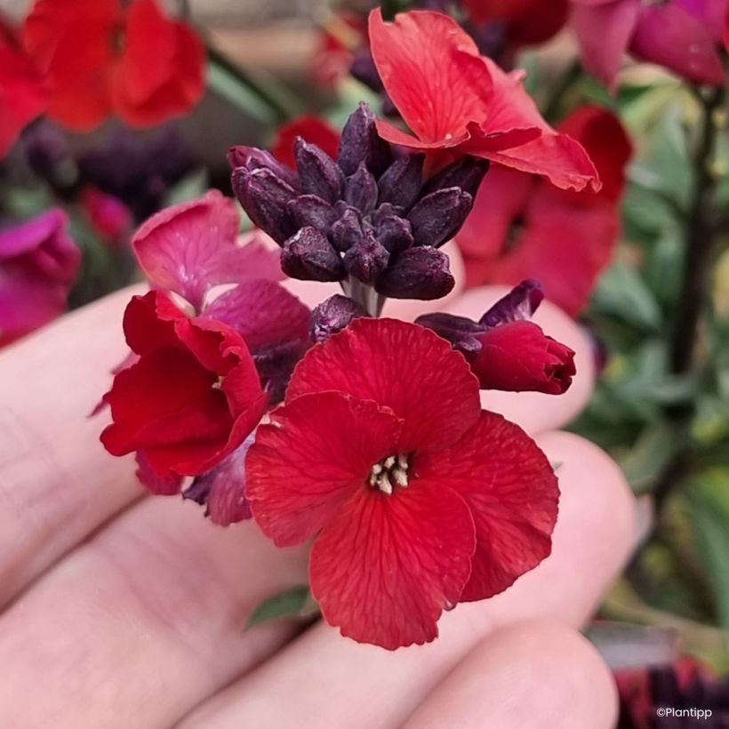 Giroflée vivace - Erysimum Colour Vibe Red (Fioritura)