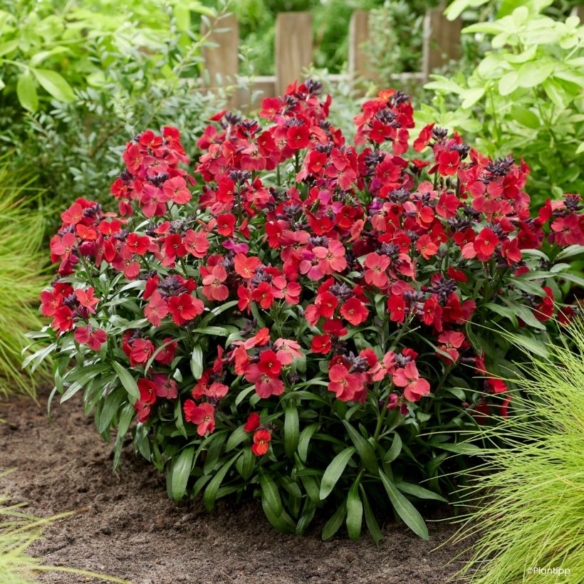 Giroflée vivace - Erysimum Colour Vibe Red (Porto)