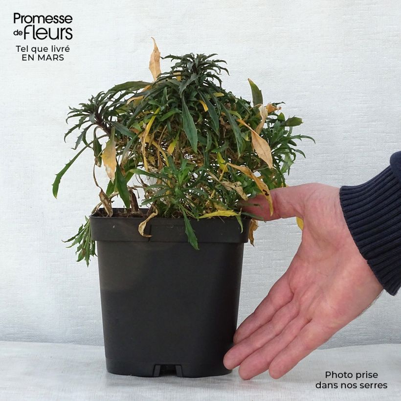 Example of Erysimum Constant Cheer - Violaciocca Vaso da 2L/3L as you get in printemps