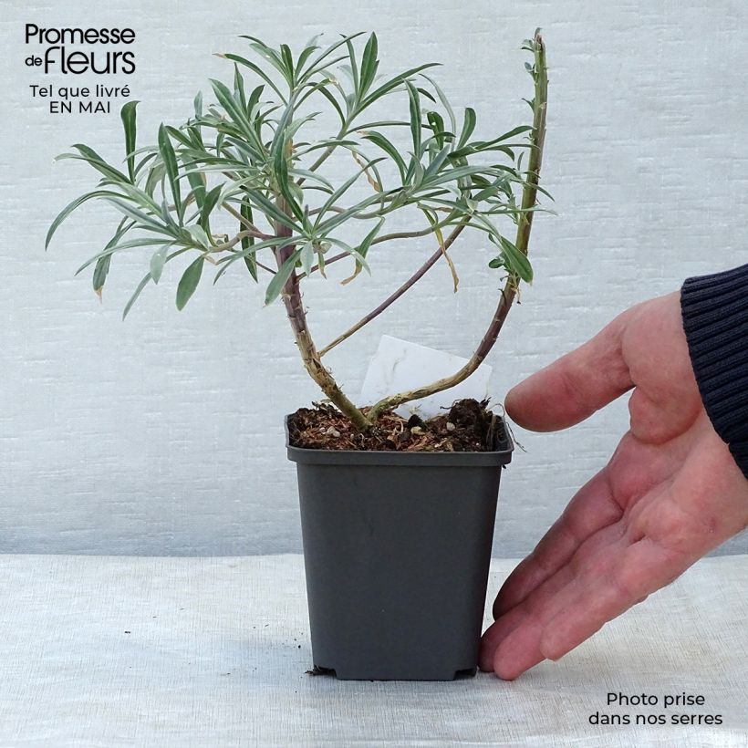 Erysimum Bowles Mauve - Violaciocca Vasetto da 8/9 cm esemplare consegnato in primavera