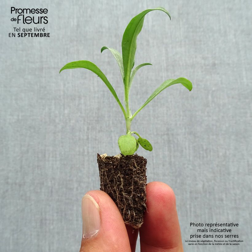 Esemplare di Erysimum Bedder Vulcan brune - Violaciocca Mini zolla Ø 1,5/2,5 cm come consegnato in autunno