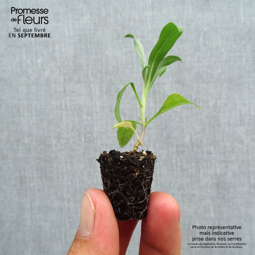 Esemplare di Erysimum Cloth of Gold - Violaciocca mini zolla... come consegnato in autunno