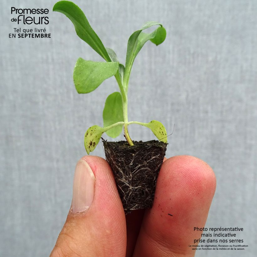 Esemplare di Erysimum suffruticosum Gold Cup - Violaciocca Mini zolla Ø 1,5/2,5 cm come consegnato in autunno