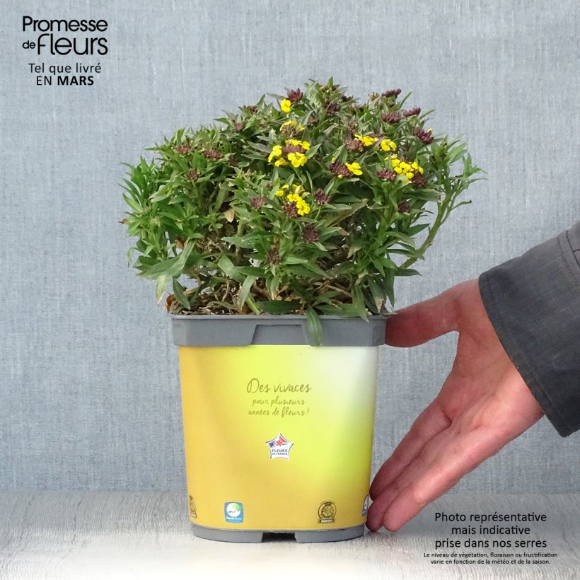 Erysimum suffruticosum Gold Cup - Violaciocca Vaso da 2L/3L esemplare consegnato in primavera