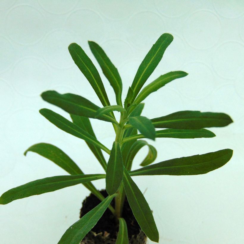 Erysimum Poem Lavender - Violaciocca (Fogliame)