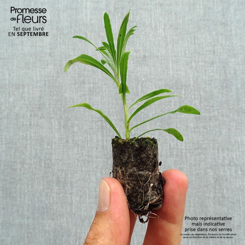 Esemplare di Erysimum Poem Lavender - Violaciocca mini zolla... come consegnato in autunno