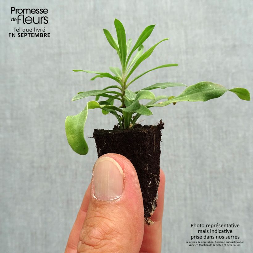 Esemplare di Erysimum RYSI Moon improved - Violaciocca mini zolla... come consegnato in autunno