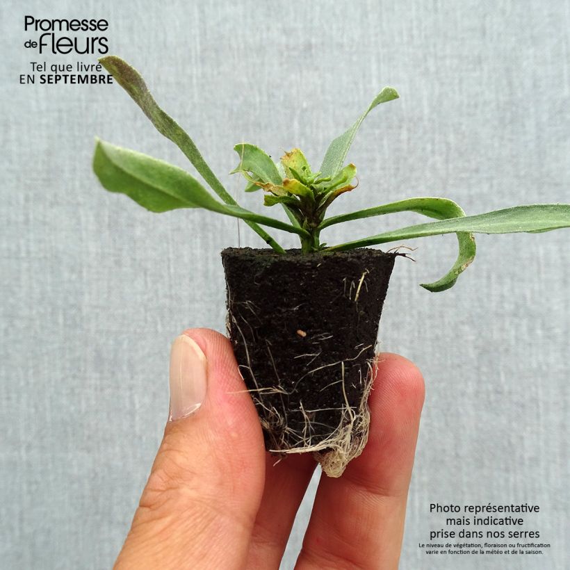 Esemplare di Erysimum WINTER Charm - Violaciocca mini zolla... come consegnato in autunno