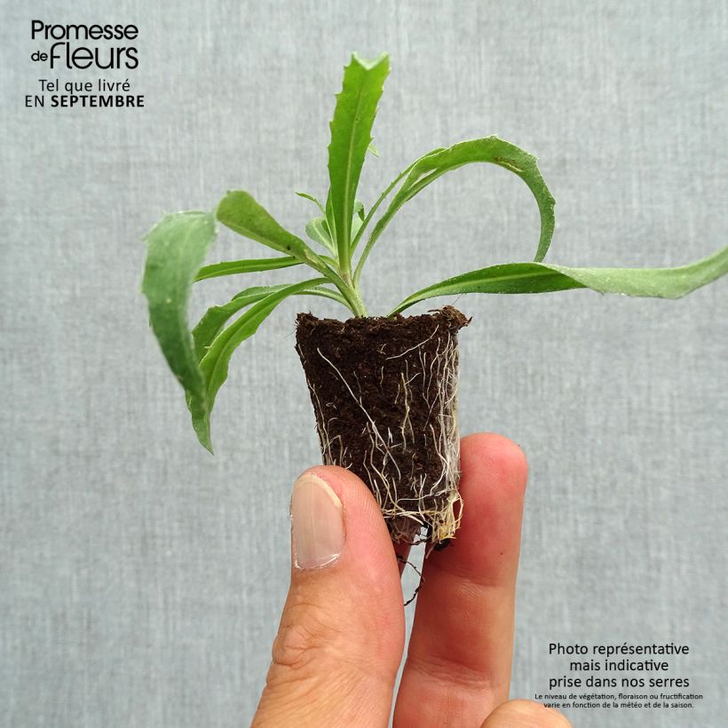 Esemplare di Erysimum Winter Orchid - Violaciocca mini zolla... come consegnato in autunno