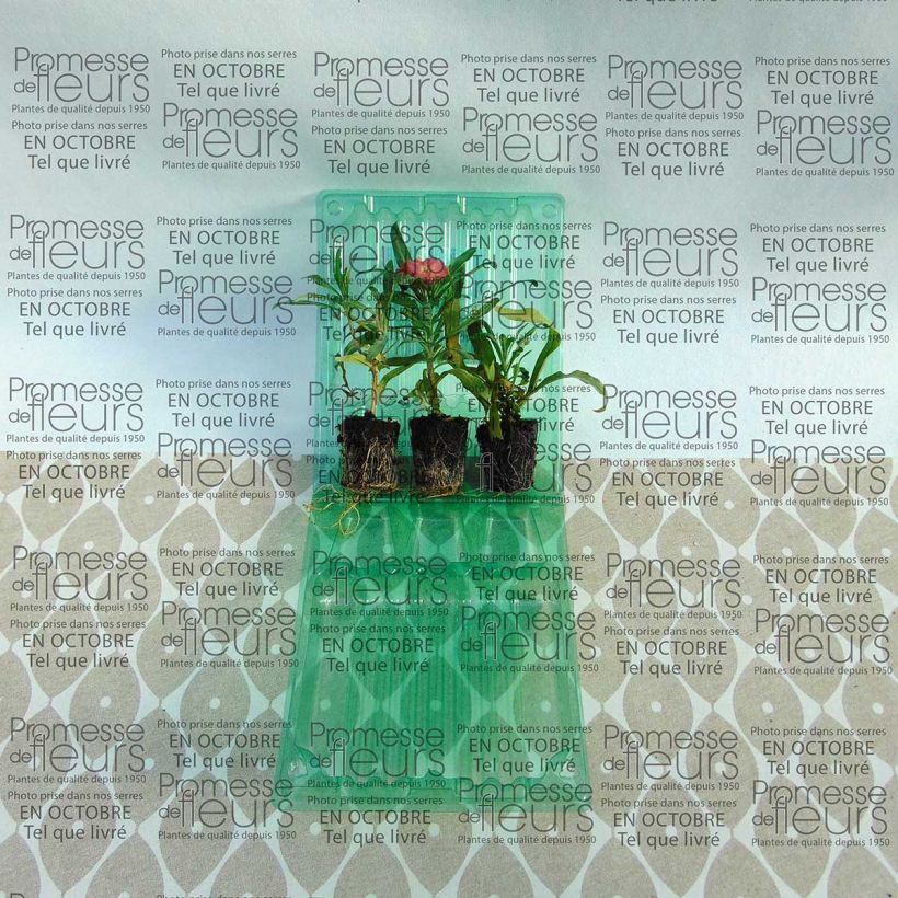 Esempio di esemplare Erysimum Winter Party - Violaciocca mini zolla... come consegnato