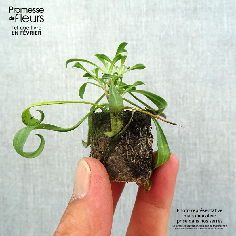 Esemplare di Erysimum Artist Gogh's Gold - Violaciocca Mini zolla Ø 1,5/2,5 cm come consegnato in autunno