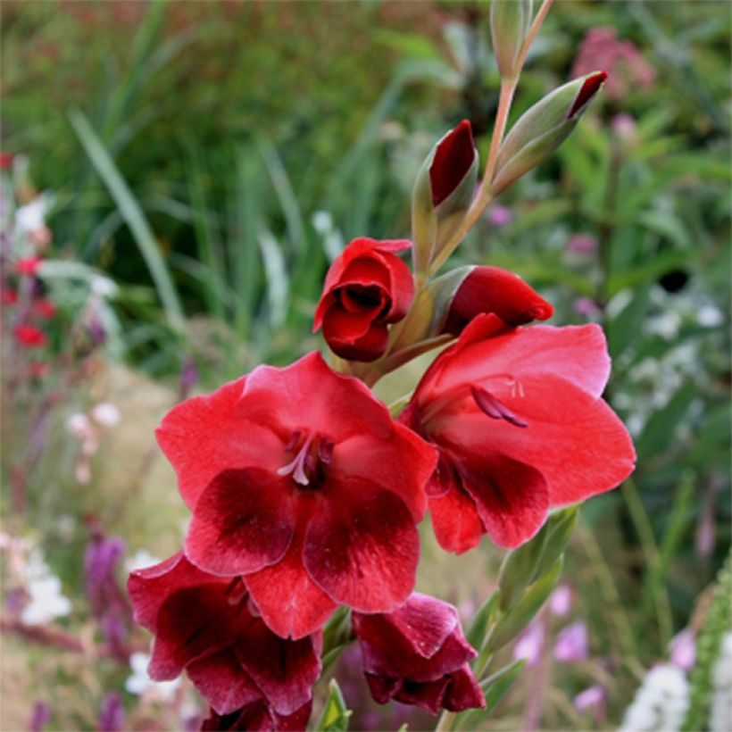Gladiolus papilio Ruby (Flowering)